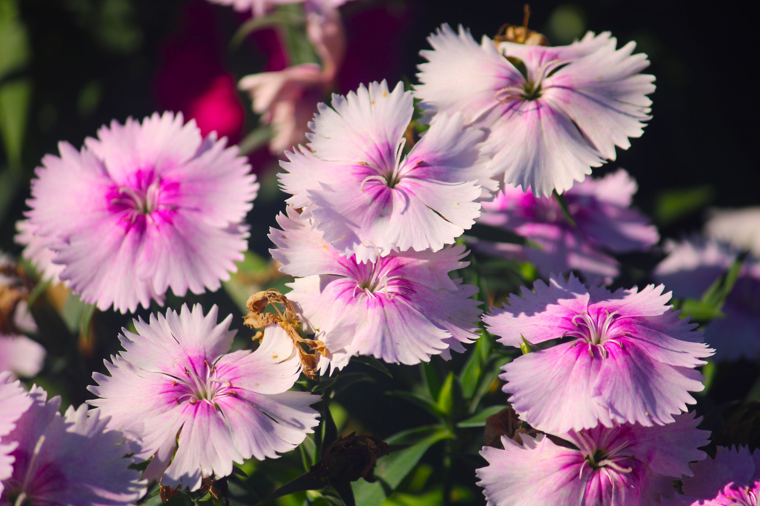 Closeup of blooming pink and white dianthus flowers with bees collecting nectar.